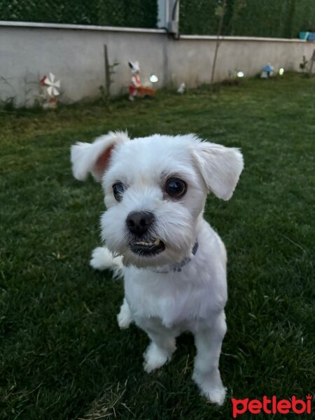 Maltese, Köpek  ATEŞ fotoğrafı