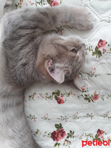 Scottish Fold, Kedi  Piksel fotoğrafı