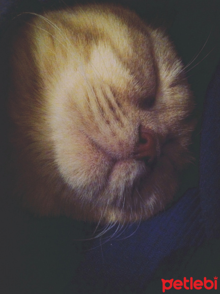 Scottish Fold, Kedi  Piksel fotoğrafı