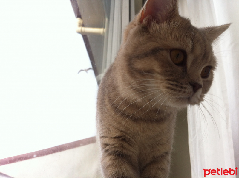 Scottish Fold, Kedi  Piksel fotoğrafı