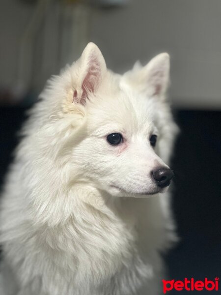 Pomeranyalı, Köpek  Suşi fotoğrafı