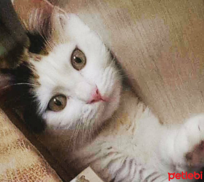 Tekir Kedi, Kedi  Prenses fotoğrafı