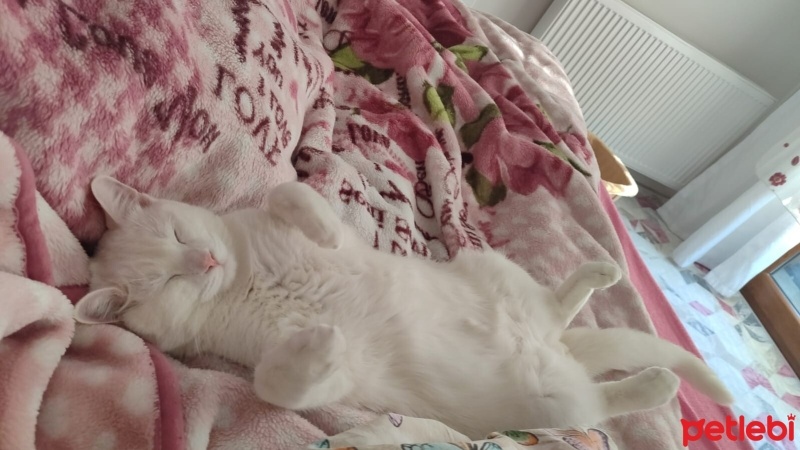 Tekir Kedi, Kedi  Çiko fotoğrafı