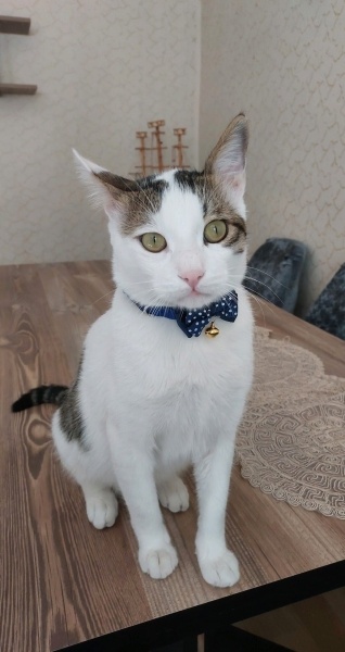 Tekir Kedi, Kedi  Cünyır fotoğrafı