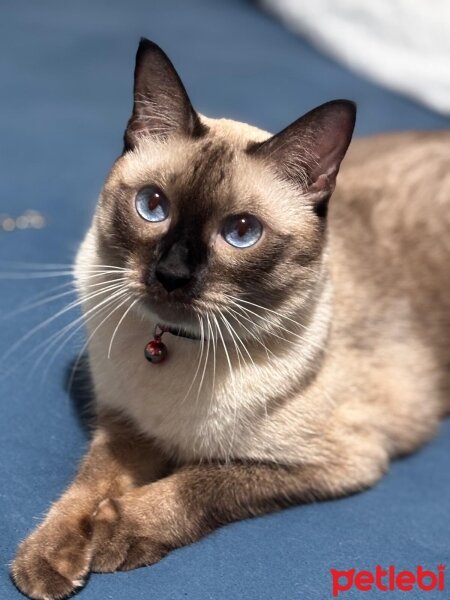 Siyam Kedisi, Kedi  Efes fotoğrafı