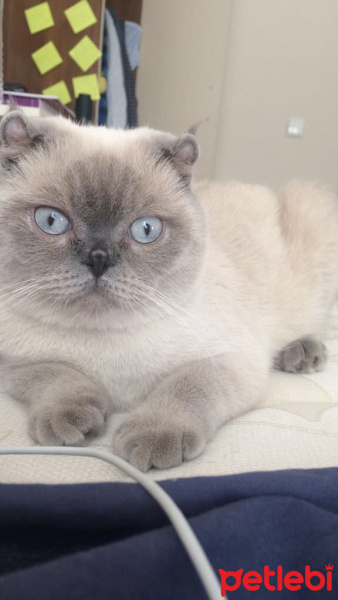 Scottish Fold, Kedi  Dünya fotoğrafı