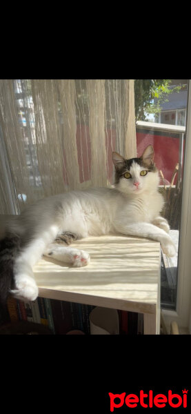 Norwegian Forest, Kedi  Köpük fotoğrafı