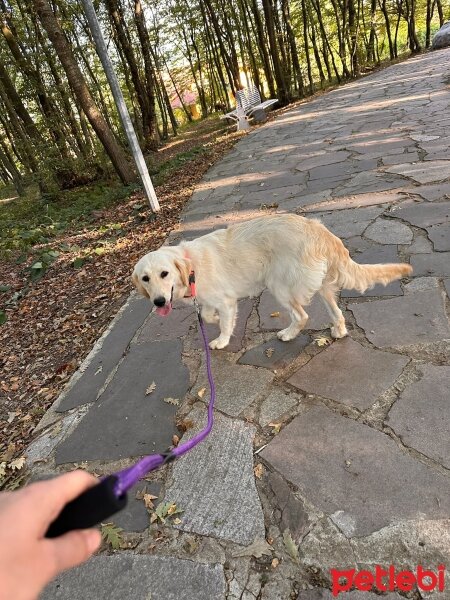 Golden Retriever, Köpek  Lokum fotoğrafı