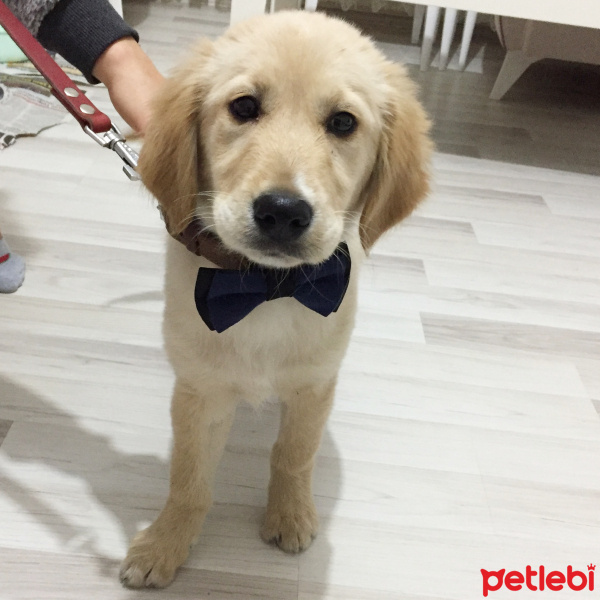 Golden Retriever, Köpek  Yakışıklı fotoğrafı