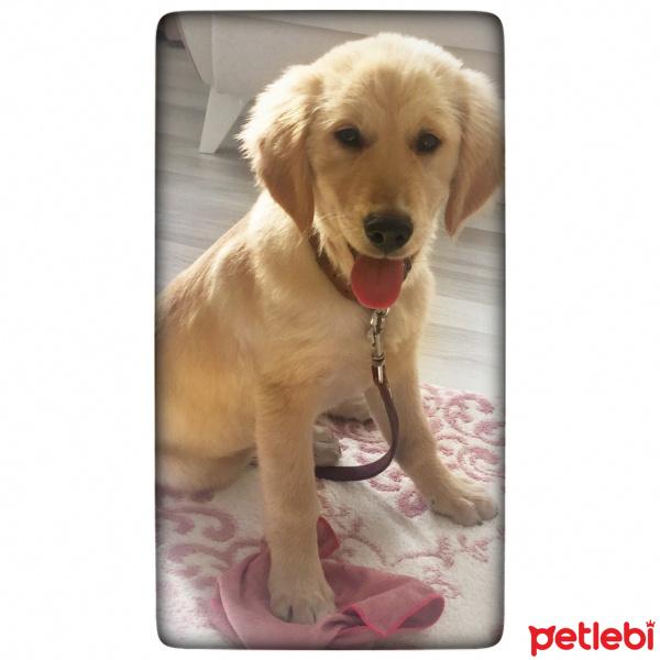 Golden Retriever, Köpek  Yakışıklı fotoğrafı