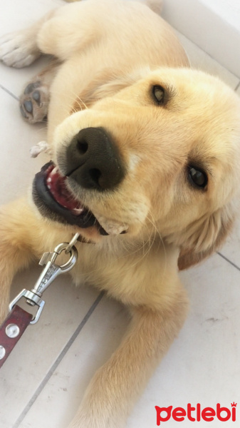 Golden Retriever, Köpek  Yakışıklı fotoğrafı