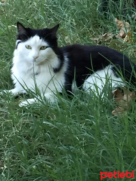 Tuxedo (Smokin) Kedi, Kedi  Kırpık fotoğrafı
