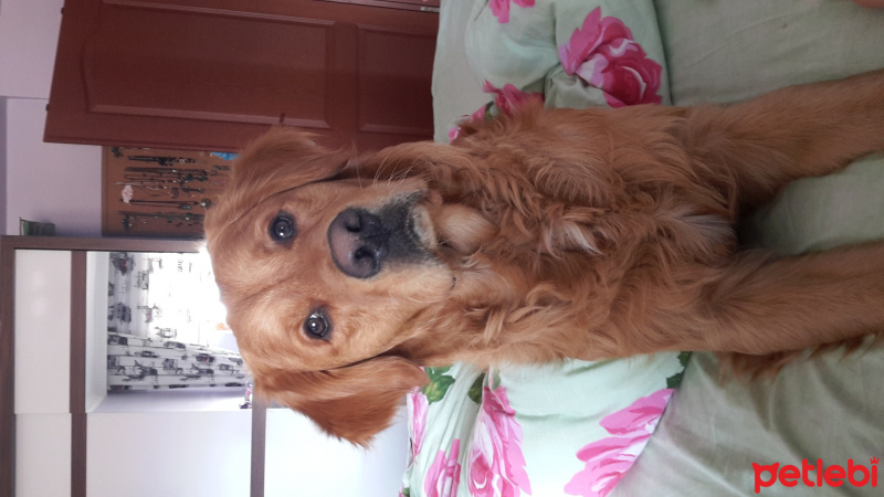 Golden Retriever, Köpek  Tarçın  fotoğrafı