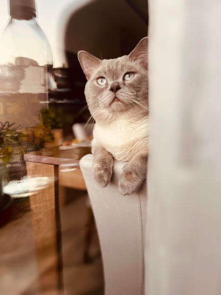 British Shorthair, Kedi  Gypsy fotoğrafı