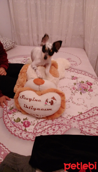 Chihuahua, Köpek  Oscar fotoğrafı