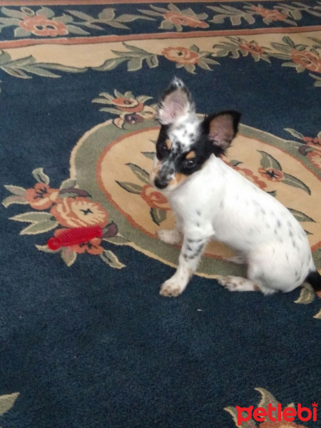 Chihuahua, Köpek  Oscar fotoğrafı