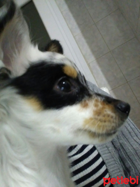 Chihuahua, Köpek  Oscar fotoğrafı