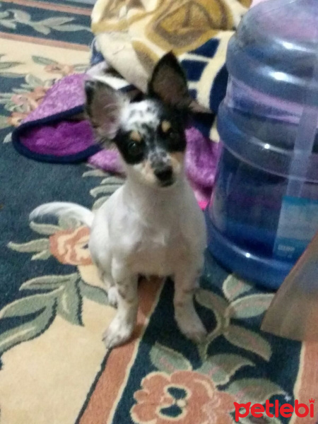 Chihuahua, Köpek  Oscar fotoğrafı