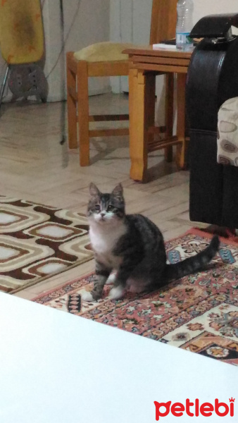 Tekir Kedi, Kedi  Yamaç fotoğrafı