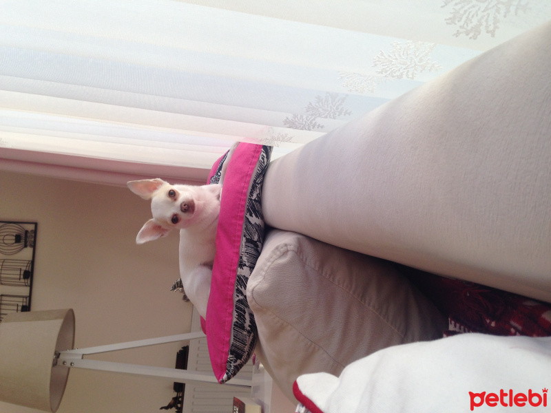 Chihuahua, Köpek  Shıla fotoğrafı