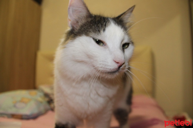 Tekir Kedi, Kedi  Ferhat fotoğrafı