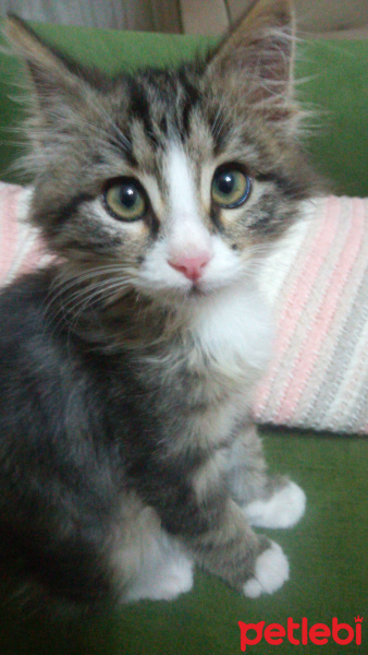 Tekir Kedi, Kedi  Erkan fotoğrafı