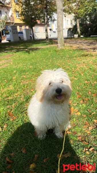 Maltese, Köpek  Köpük fotoğrafı