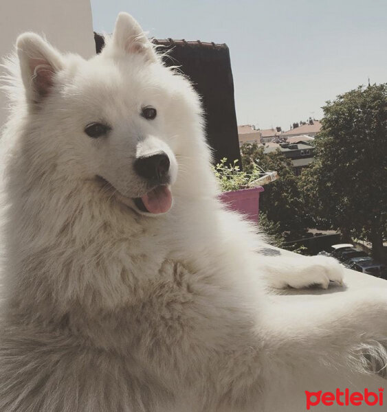 Samoyed, Köpek  Pino fotoğrafı