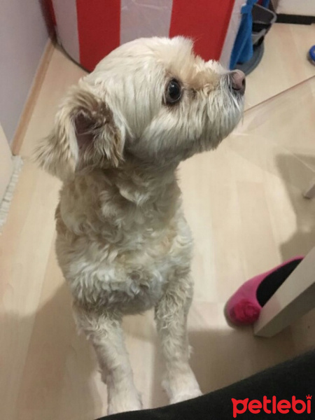 Maltese, Köpek  Lolita fotoğrafı