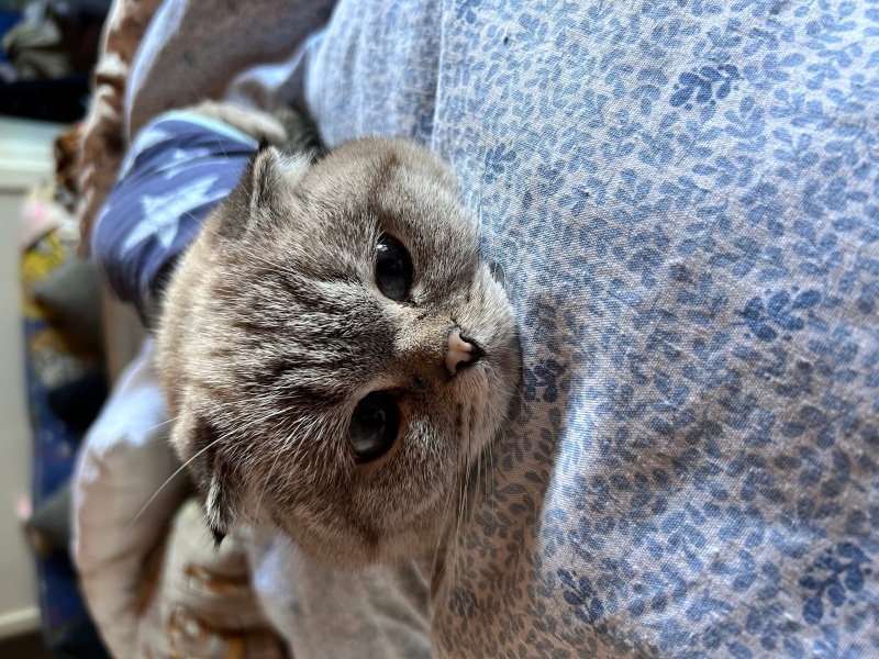 Scottish Fold, Kedi  Leia fotoğrafı