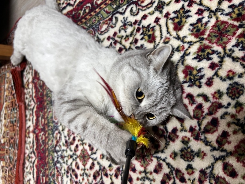 British Shorthair, Kedi  Nymeria fotoğrafı