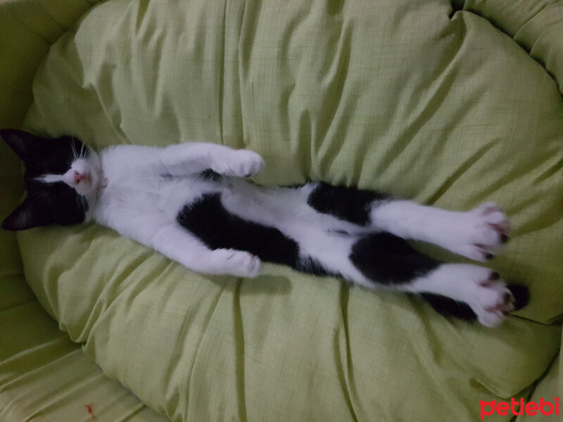 Tuxedo (Smokin) Kedi, Kedi  Bıdık fotoğrafı