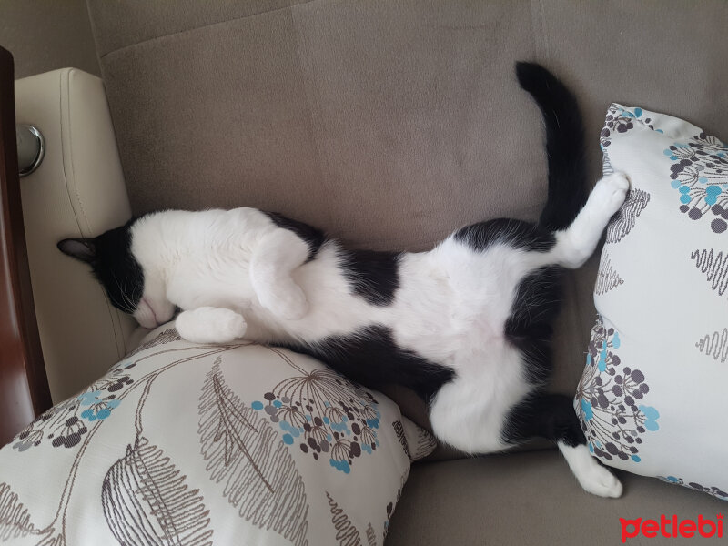 Tuxedo (Smokin) Kedi, Kedi  Bıdık fotoğrafı