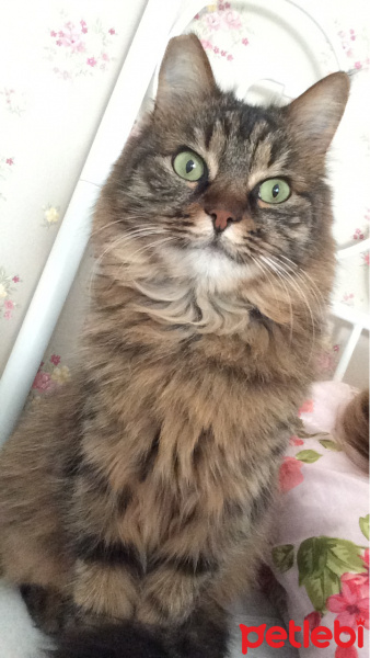 Tekir Kedi, Kedi  Bal fotoğrafı