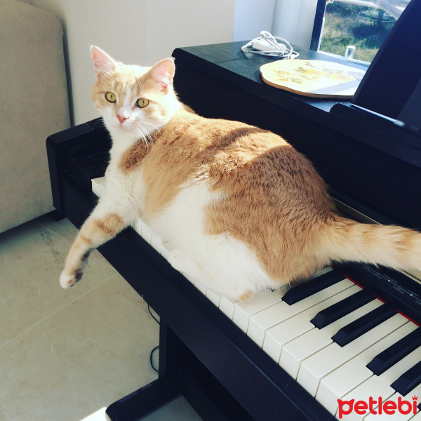 Tekir Kedi, Kedi  Limon fotoğrafı