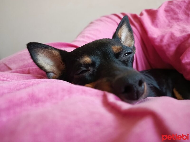 Minyatür Pinscher, Köpek  Mini fotoğrafı