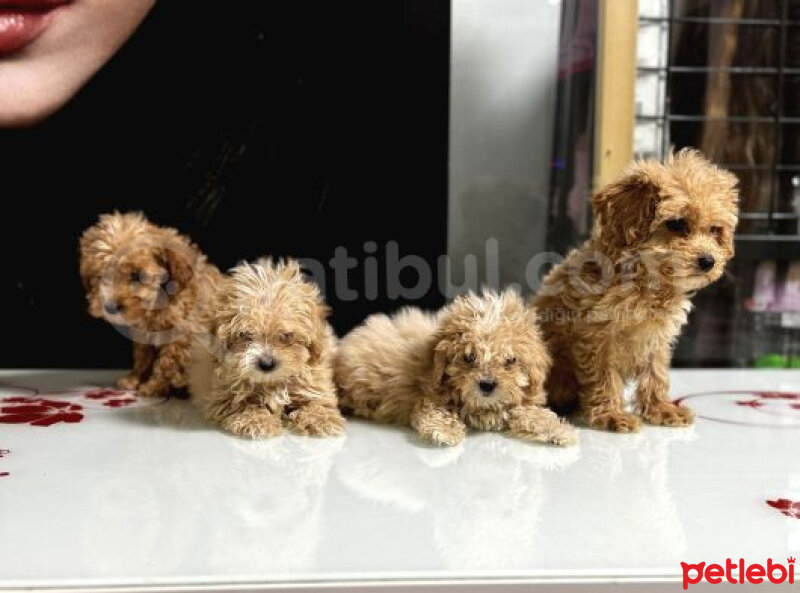 Poodle(Standart Kaniş), Köpek  Tüylü Malti̇po Yavrularım fotoğrafı