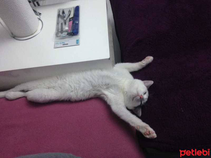 Tekir Kedi, Kedi  paşa fotoğrafı