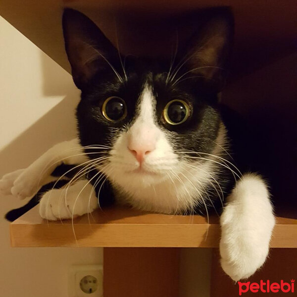 Tuxedo (Smokin) Kedi, Kedi  Oreo fotoğrafı