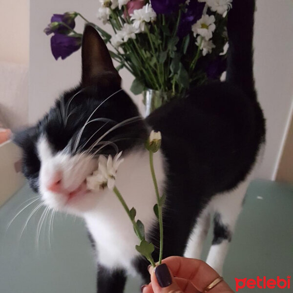 Tuxedo (Smokin) Kedi, Kedi  Oreo fotoğrafı