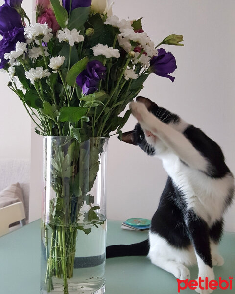 Tuxedo (Smokin) Kedi, Kedi  Oreo fotoğrafı