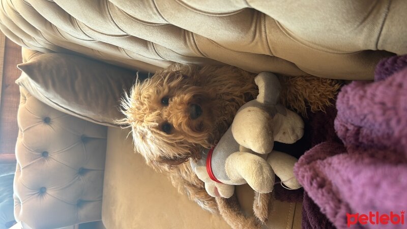 Poodle(Standart Kaniş), Köpek  Bonnie fotoğrafı