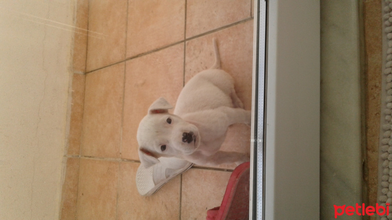 Dogo Arjantin, Köpek  aprıl  fotoğrafı