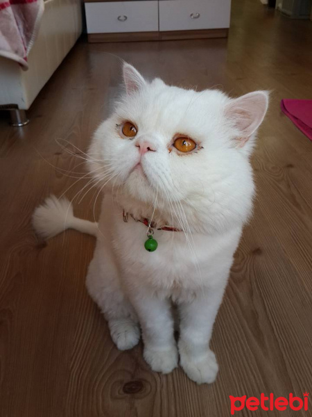İran Kedisi (Persian), Kedi  Momo fotoğrafı