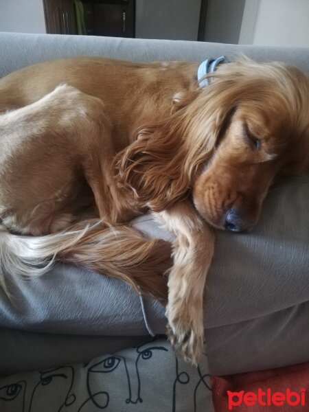 Amerikan Cocker Spaniel, Köpek  Lili fotoğrafı