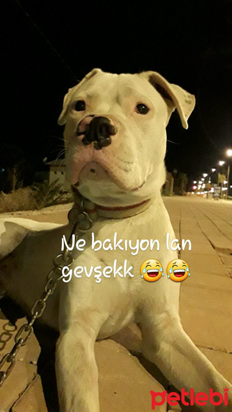 Dogo Arjantin, Köpek  MeX fotoğrafı