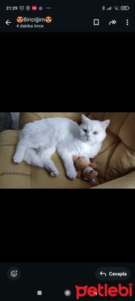 Scottish Fold, Kedi  Budu fotoğrafı