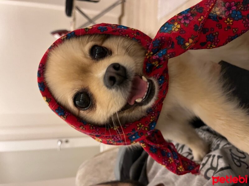 Pomeranyalı, Köpek  Jesi fotoğrafı