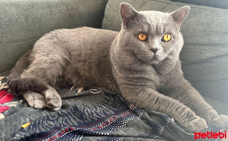 British Shorthair, Kedi  Pamuk (yuva bekliyor) fotoğrafı