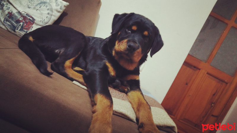 Rottweiler, Köpek  Dexter fotoğrafı